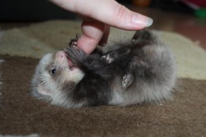 baby angora ferret