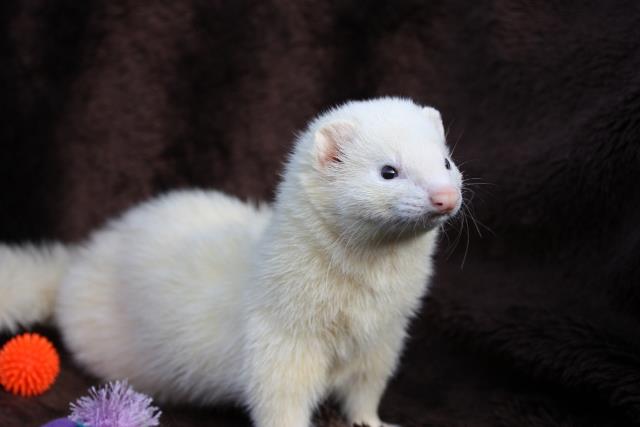 pure white ferret