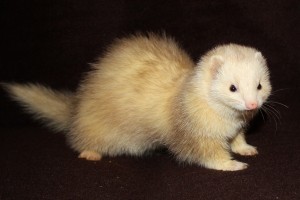 Dookers Several  Color Choices Frisky Lil/' Ferret Pin